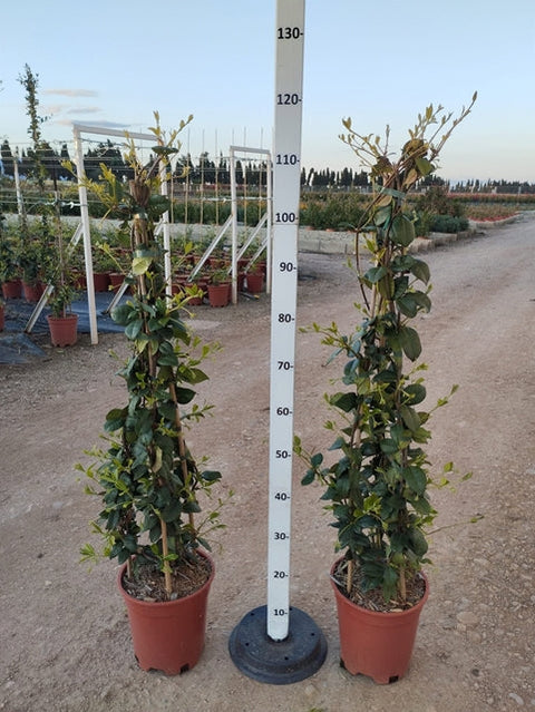 Trachelospermum jasminoides | Cône de jasmin étoilé à feuilles persistantes