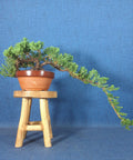 Juniper bonsai (Juniperus)