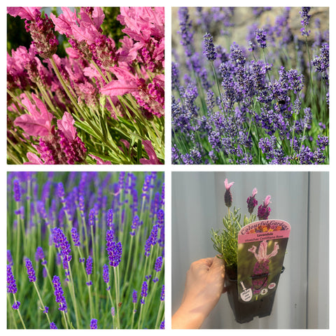 Mischung aus 3 Lavendelblüten (9 cm)