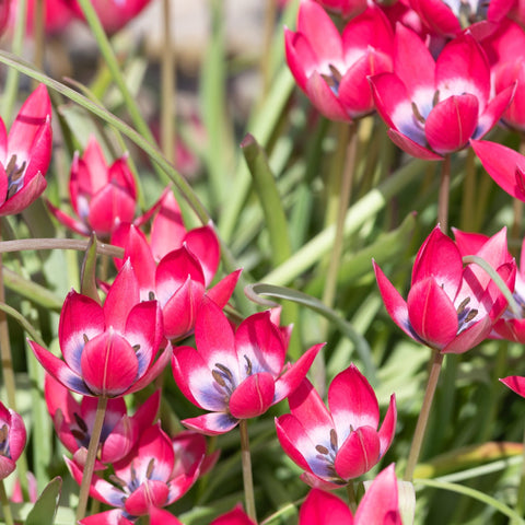 Tulip linifolia 'Little Beauty' (8 Bulbs)