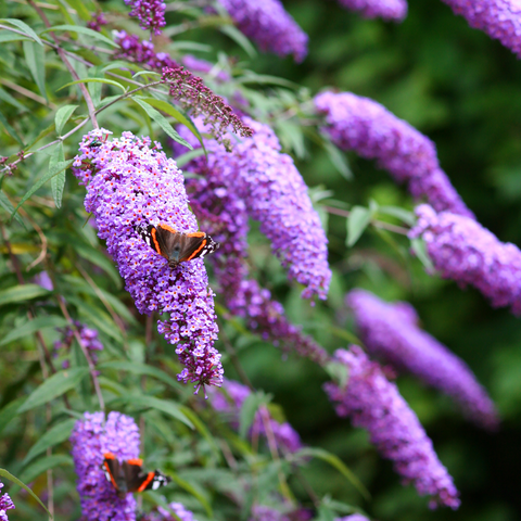 Buddleja 'Butterfly Candy Little Lila' 9 cm/1 l/3 l