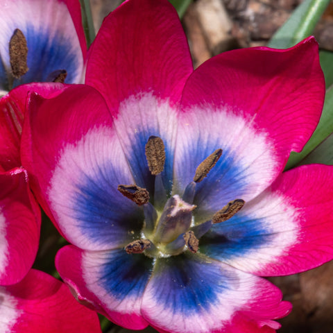 Tulipe linifolia 'Little Beauty' (8 bulbes)