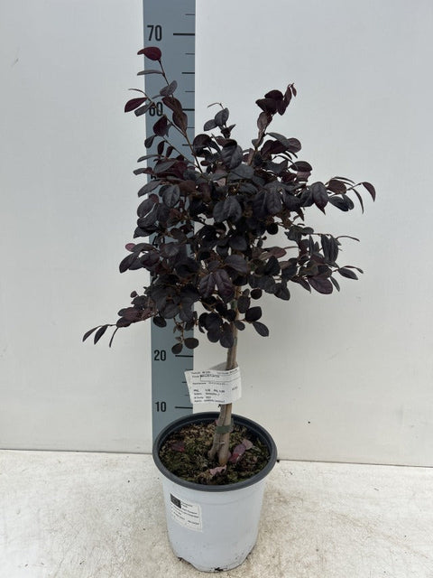 Loropetalum chinense 'Black Pearl' am Stiel 50-60 cm