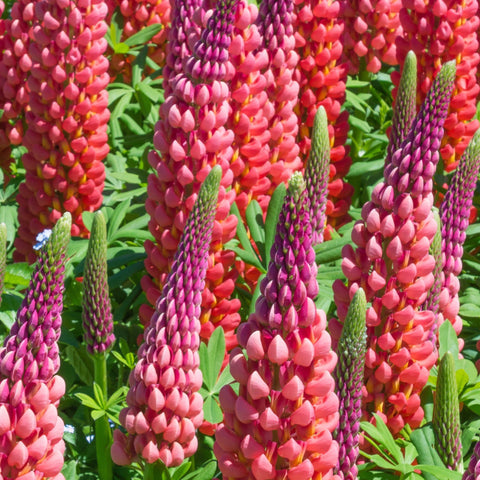 Lupin 'Red shades' 1,5 l/3 l