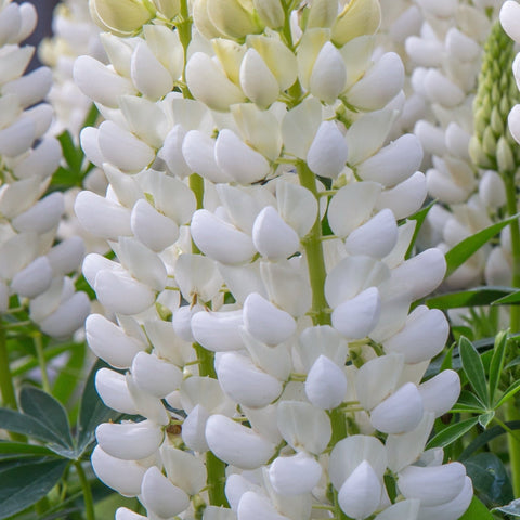 Lupin 'Gallery White' 9cm / 2L