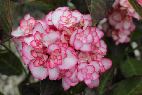 Hydrangea macrophylla 'Miss Saori' 9 cm
