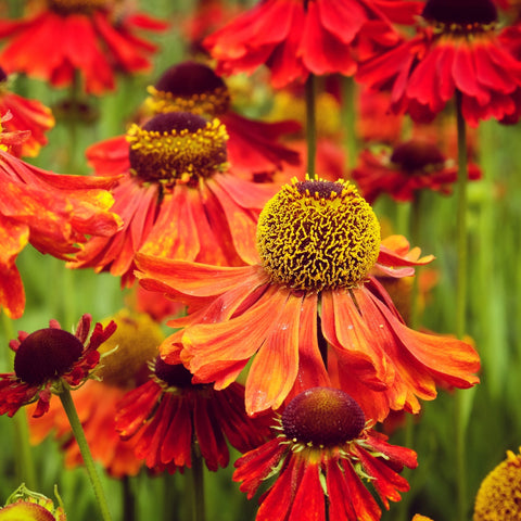 Helenium 'Tom' 1,5L