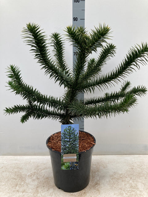 Araucaria Araucana | Monkey Puzzle Tree