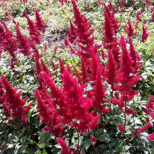 Astilbe 'Rouge' 3L