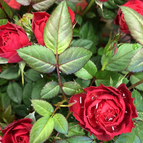 Muttertagsrose | Florabunda 4L Topfrose