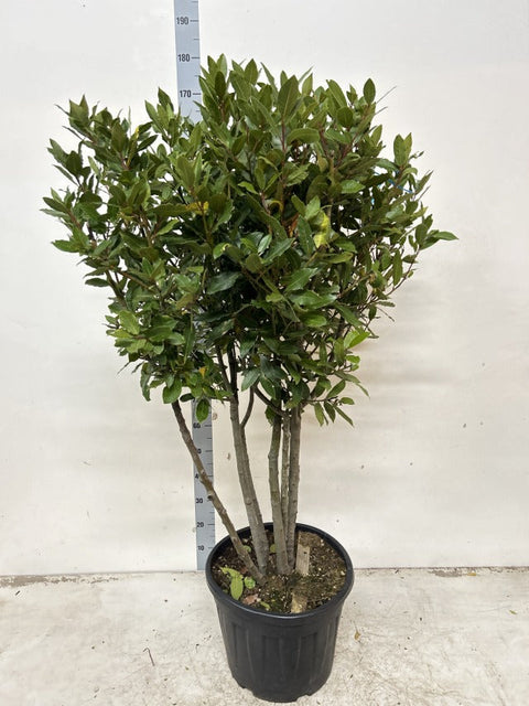 Multistem Bay Tree (Laurus Nobilis) 35L 160-180cm