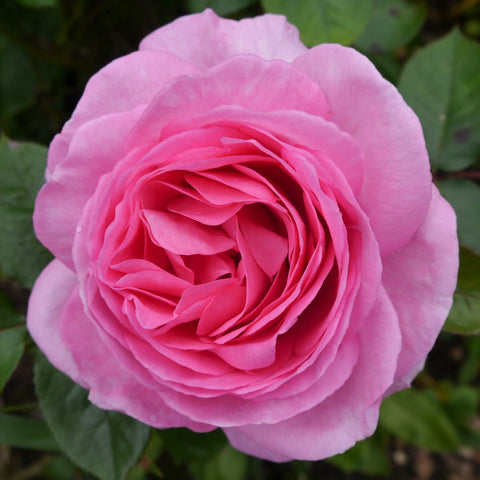 Mum in a Million Rose | Hybrid-Teerose | 4-Liter-Topfrose
