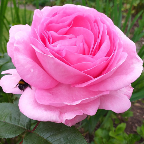 Mum in a Million Rose | Hybrid-Teerose | 4-Liter-Topfrose