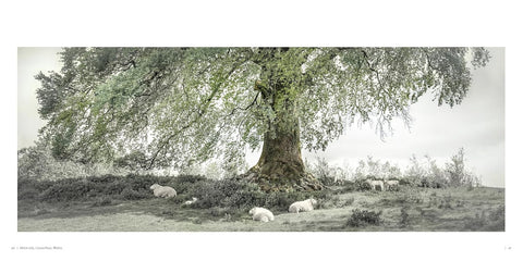 Oak: From Seed to Ancient Tree by Beth Moon