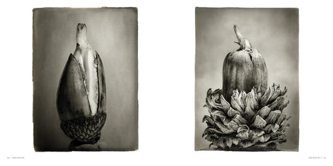 Oak: From Seed to Ancient Tree by Beth Moon