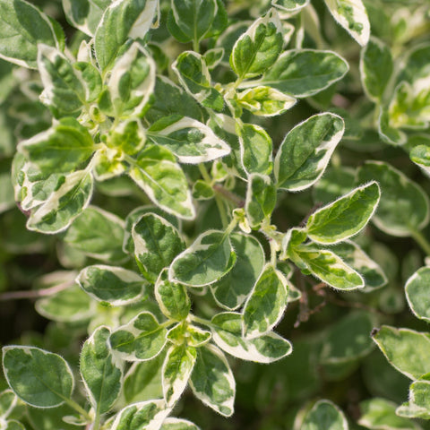Oregano Country Cream (Kräuter) 9 cm