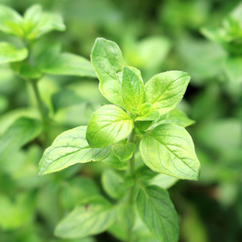 Oregano - Margherita (Herb) 13cm