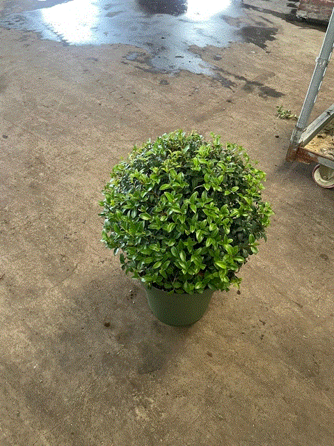 Osmanthus burkwoodii Boule 10L (35-45cm de diamètre)