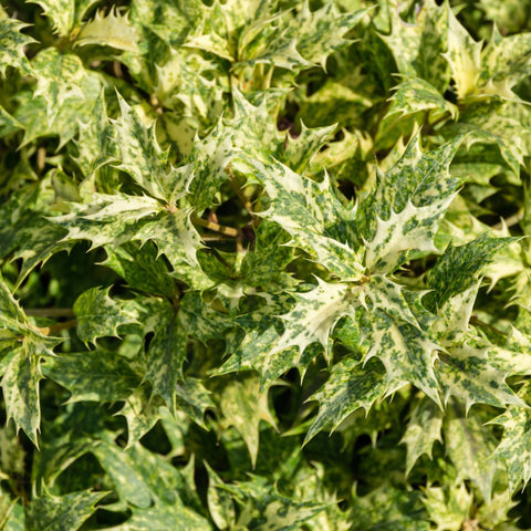 Osmanthus heterophyllus 'Goshiki' (Faux houx) 5L 70-80cm