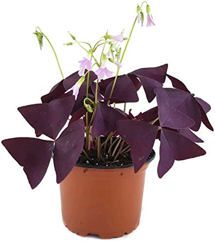 Oxalis Triangularis