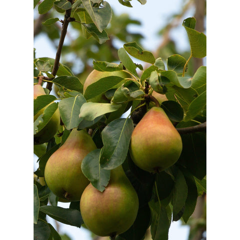 Pyrus communis 'Conference' - Small Pear Tree