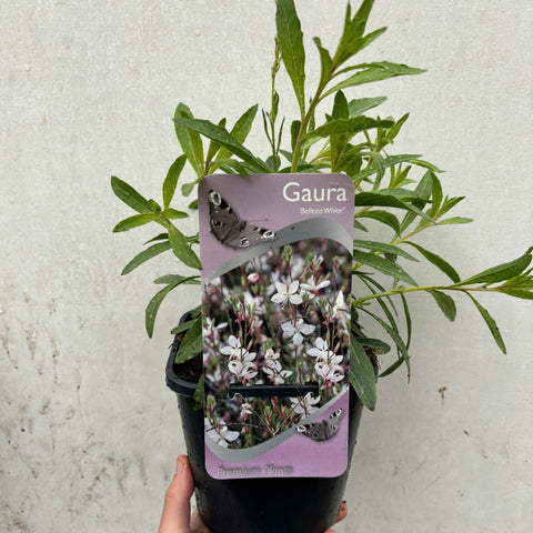 Gaura 'Belleza White' 2L 