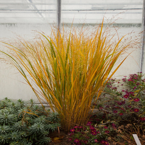 Panicum virigatum Northwind 9cm / 2L / 12L