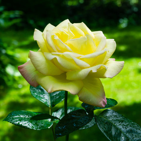 Rose 'Peace' | Hybrid-Teerose | 4-Liter-Topfrose