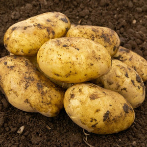 Pommes de terre de semence Pentland Dell 2 kg