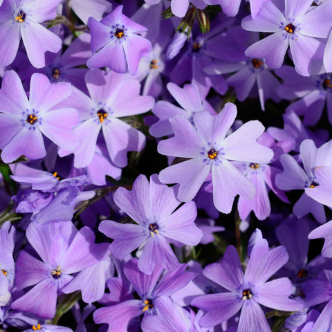 Phlox subulata 'Emerald Cushion Blue' 9cm Pot