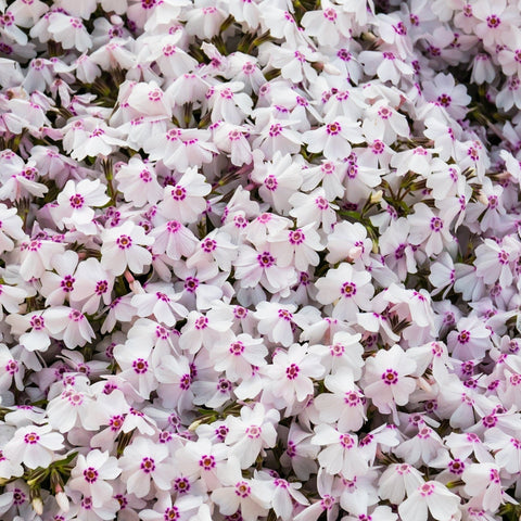 Phlox „Fashionably Early Lavender Ice“ (Zwerg) 2L