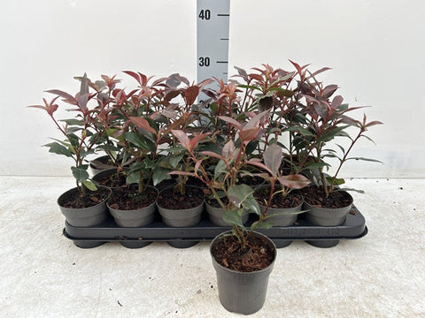 Photinia 'Carré Rouge' 9 cm/2 L
