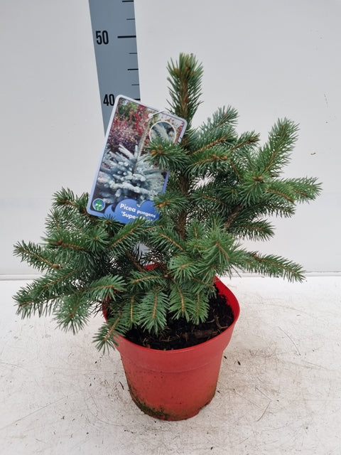 Echter Weihnachtsbaum aus dem Topf | Stechfichte 'Super Blue' | 30-40 cm