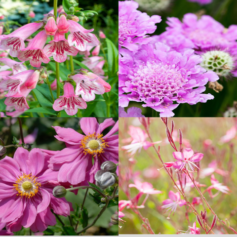 4 rosa blühende Stauden – 9-cm-Töpfe