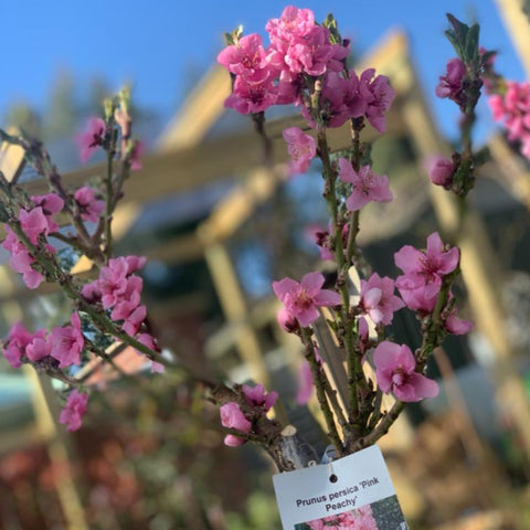Prunus Persica (Pfirsich) 'Pink Peachy' Zwergblütenbaum 80-90 cm