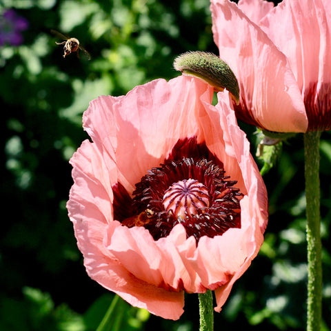 Poppy - Prinzessin Victoria Louise (Rosa) 9 cm / 2 l