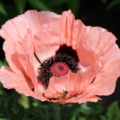 Poppy - Prinzessin Victoria Louise (Rosa) 9 cm / 2 l