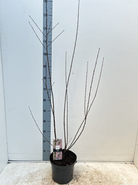 Prunus triloba | Gefüllter Kirsch-Mandelblütenbaum