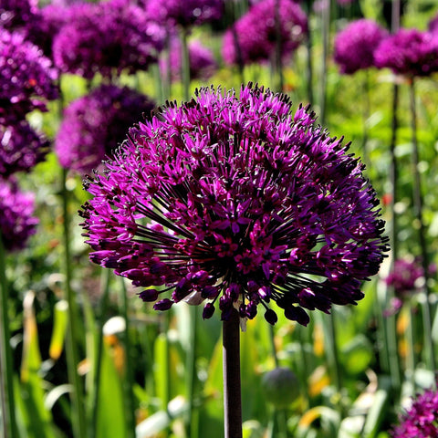Allium hollandicum 'Purple Sensation' (Two sizes available)