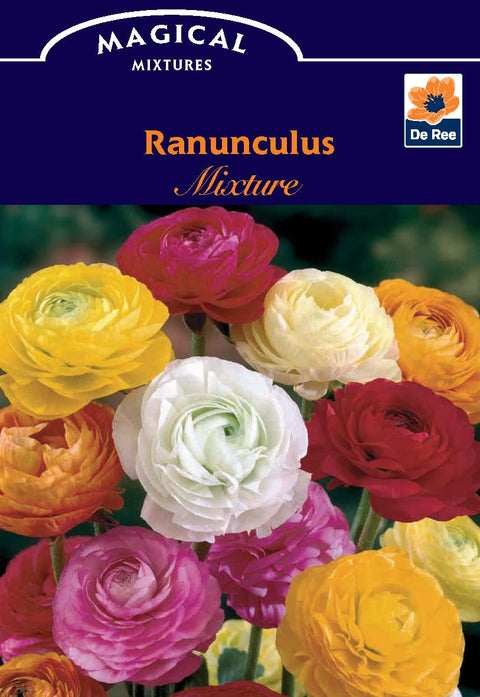 Ranunkel (10 gemischte Zwiebeln)