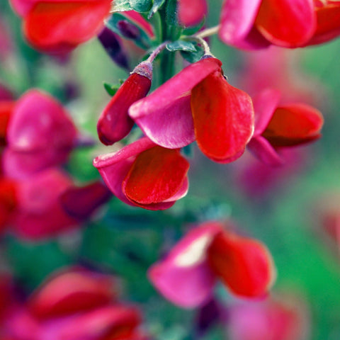Cytisus x boskoopii 'Boskoop Ruby' 1,5L