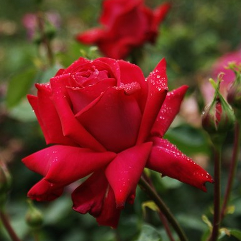 Rose Red Devil | Hybrid-Teerose | 4-Liter-Topfrose