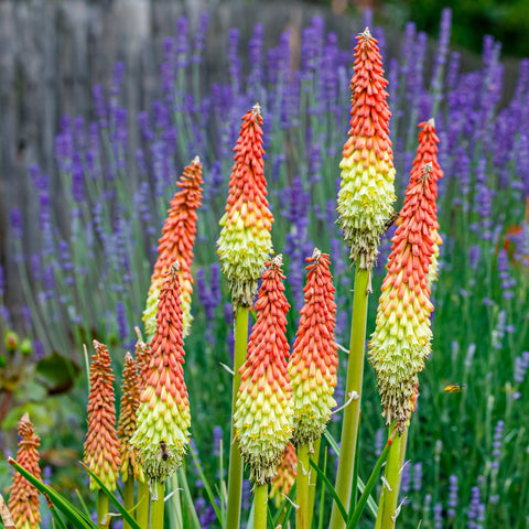 Kniphofia uvaria 'Flamenco' (Fackellilie) 9 cm/2 l