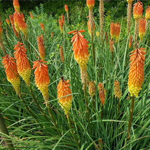 Kniphofia 'Royal Castle' (Fackellilie) 9 cm/2 l