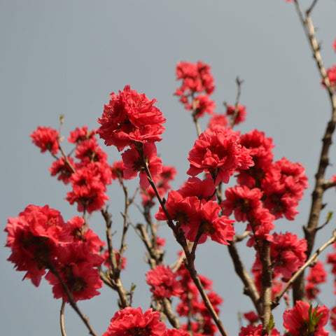 Prunus Persica (Peach) 'Red Peachy' Dwarf Blossom Tree 80-90cm