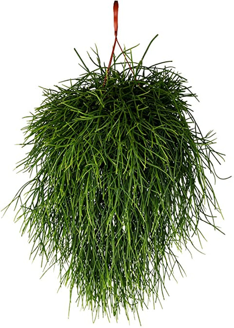 Rhipsalis Hetroclada - Small hanging