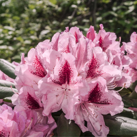 Standard-Rhododendron 'Cosmopolitan' (Rosa) 80 cm