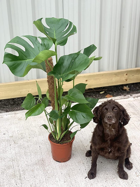 Monstera deliciosa on Moss Pole (Swiss cheese) 80-90cm
