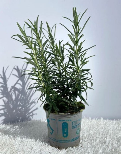 Rosmarin (8 cm/1,5 l)