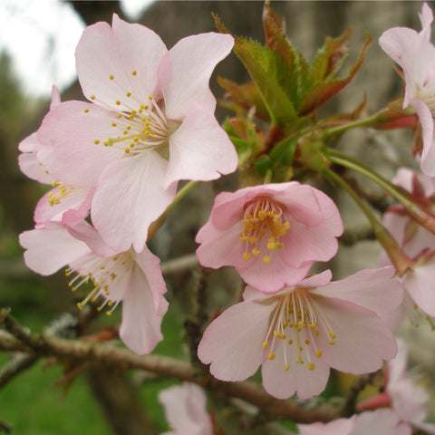 Flowering CherrOrnamental y Blossom Tree Dwarf - Nipponica 'Ruby'